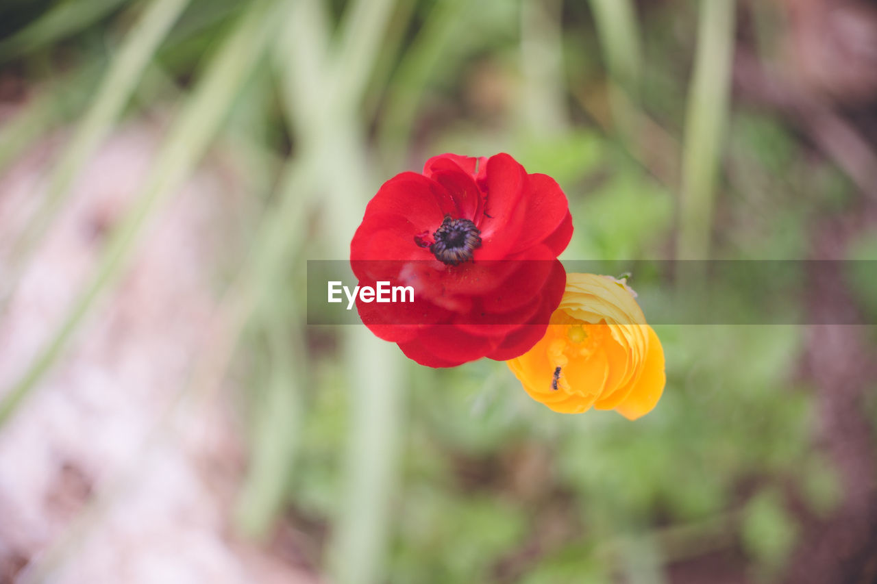 plant, flower, flowering plant, beauty in nature, freshness, nature, petal, flower head, red, close-up, fragility, inflorescence, macro photography, focus on foreground, growth, no people, wildflower, outdoors, poppy, multi colored, springtime, blossom, environment, land