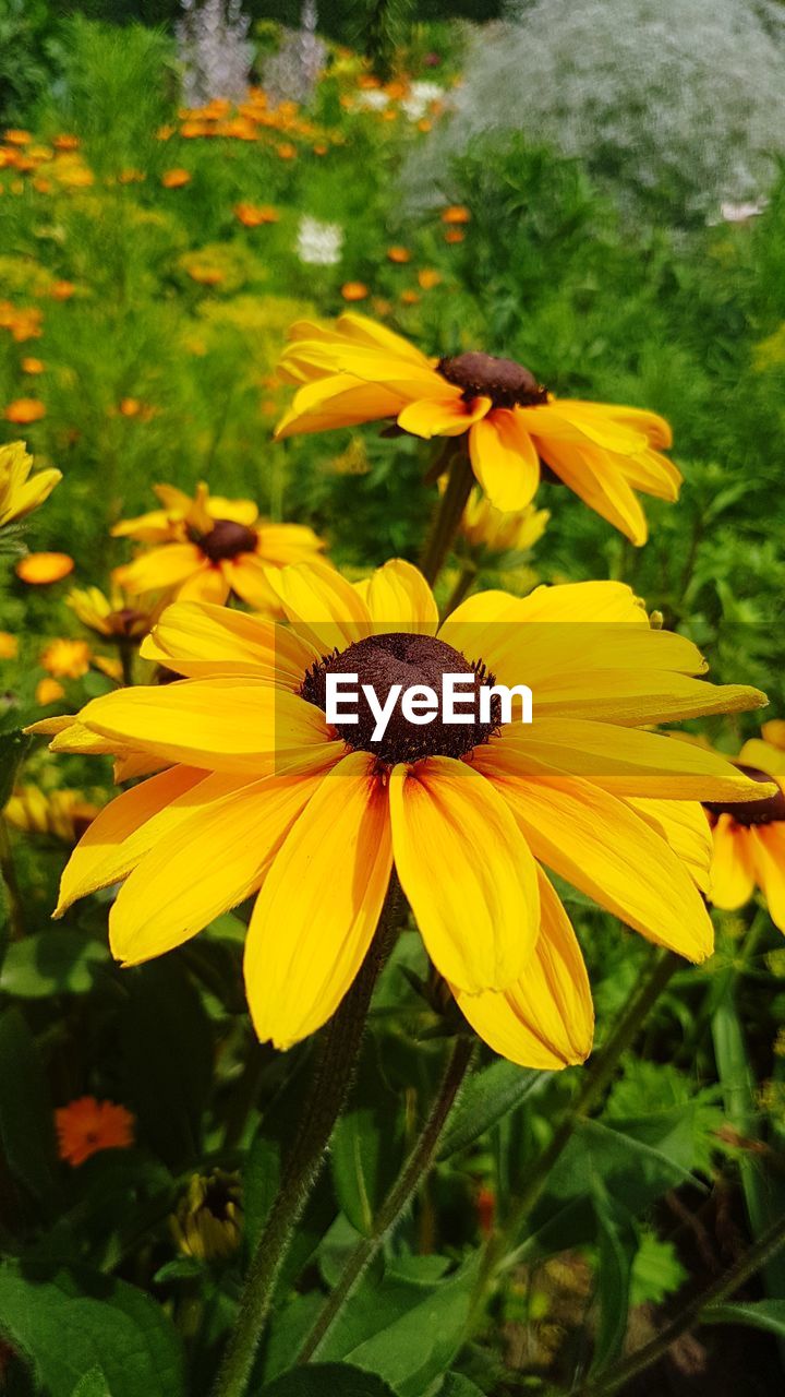 CLOSE-UP OF BLACK-EYED YELLOW FLOWERS BLOOMING