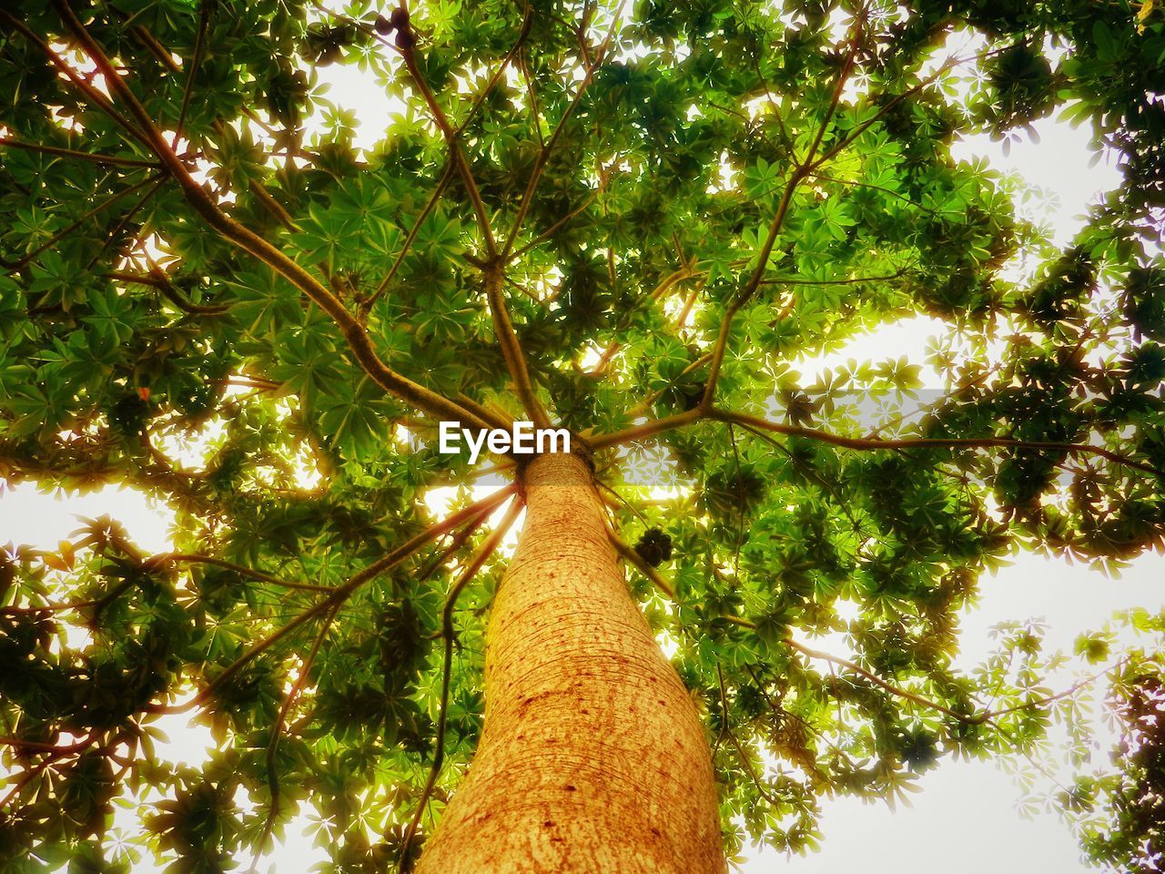 LOW ANGLE VIEW OF TREES IN FOREST