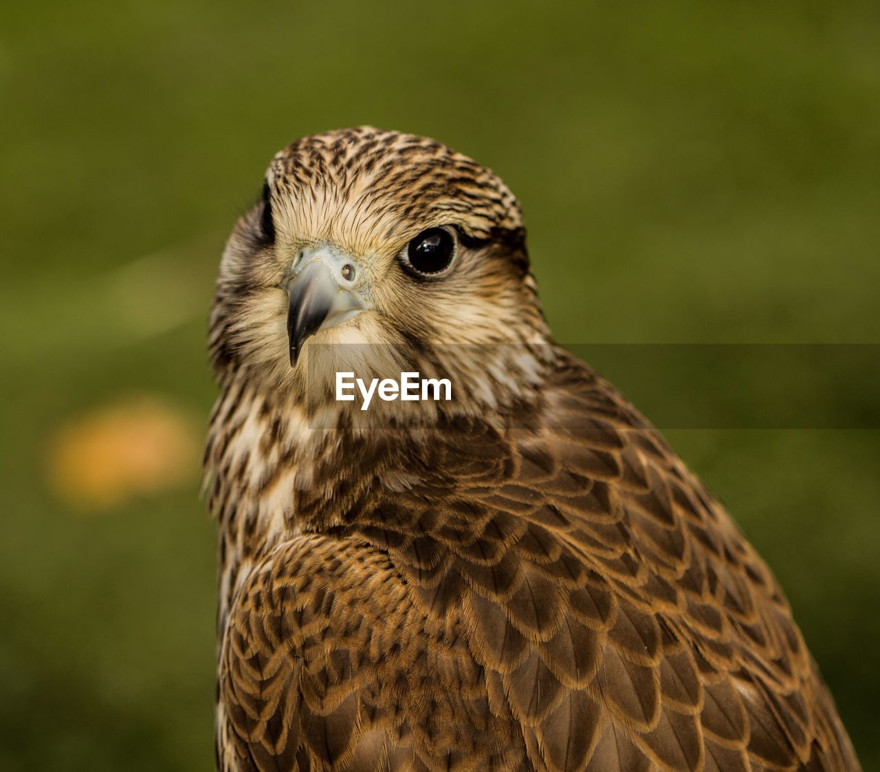 Close-up portrait of falcon