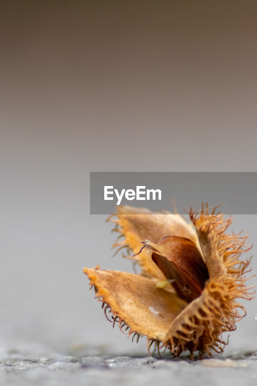 CLOSE-UP OF DRIED FRUIT ON TABLE