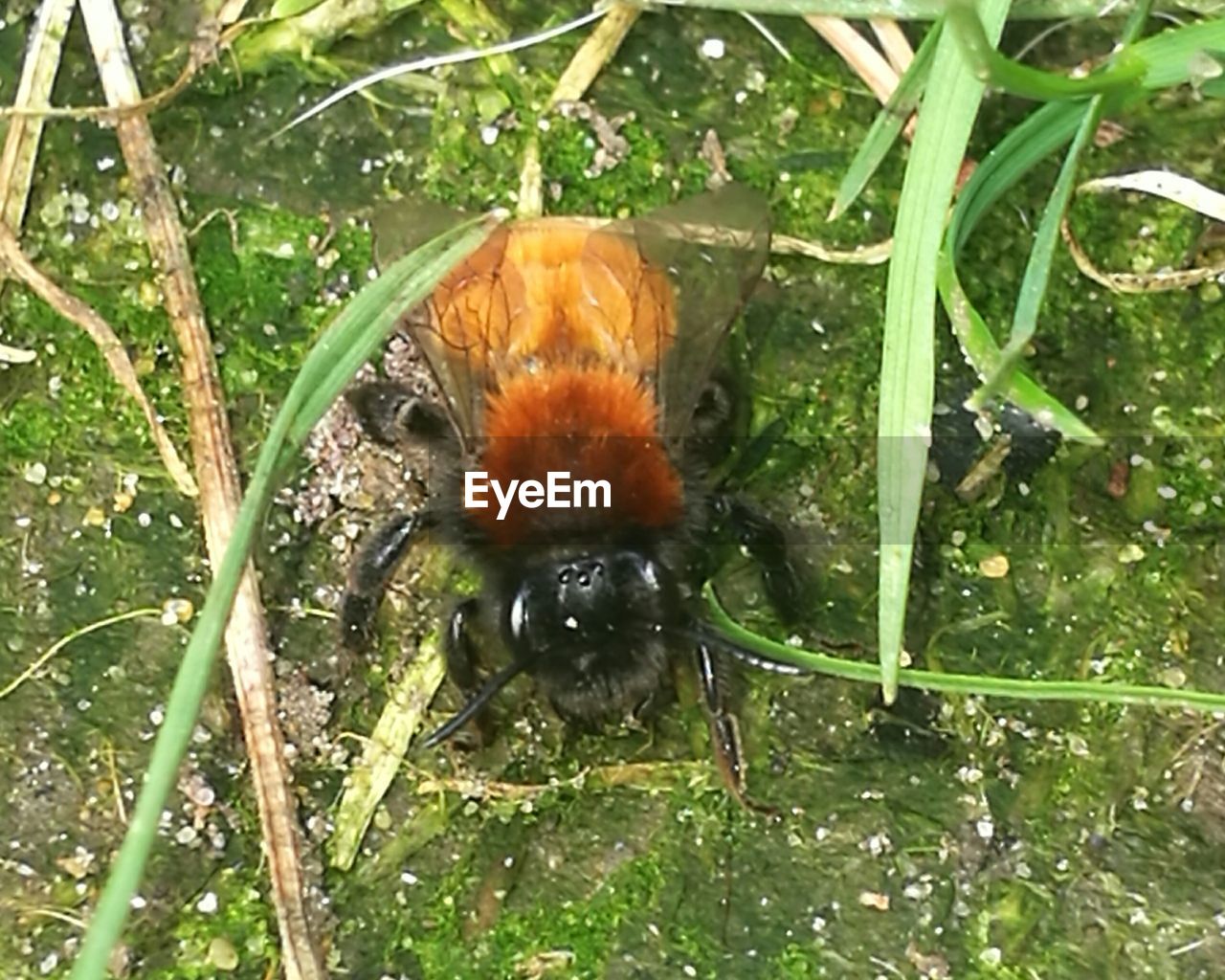 HIGH ANGLE VIEW OF INSECT IN WATER