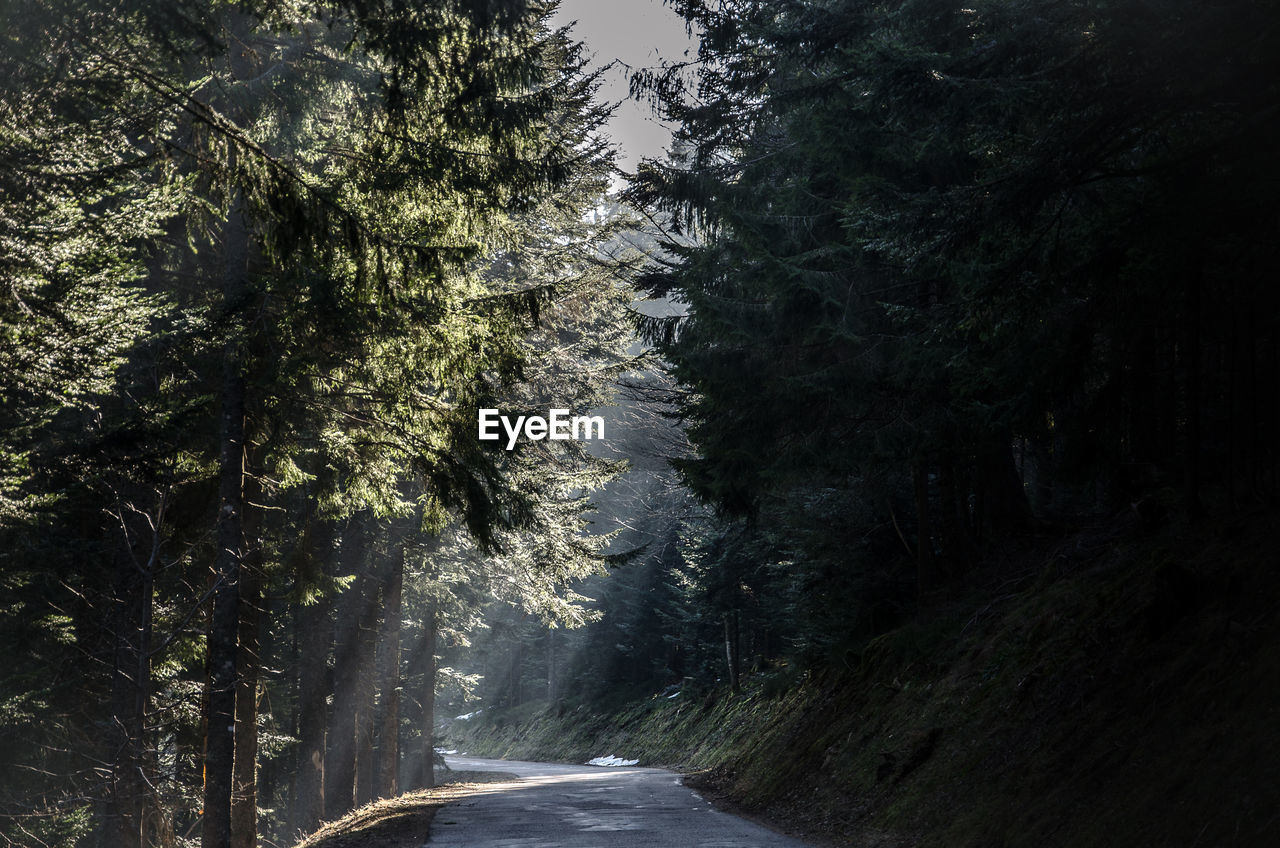 Road amidst trees against sky