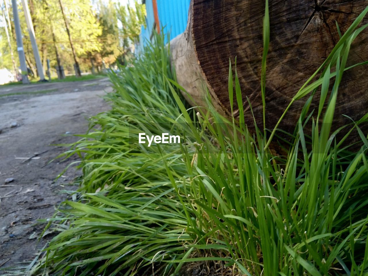 CLOSE-UP OF GRASS GROWING IN FIELD