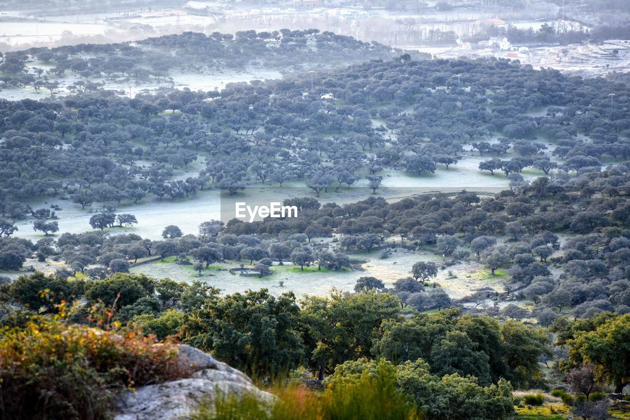 High angle view of trees by sea