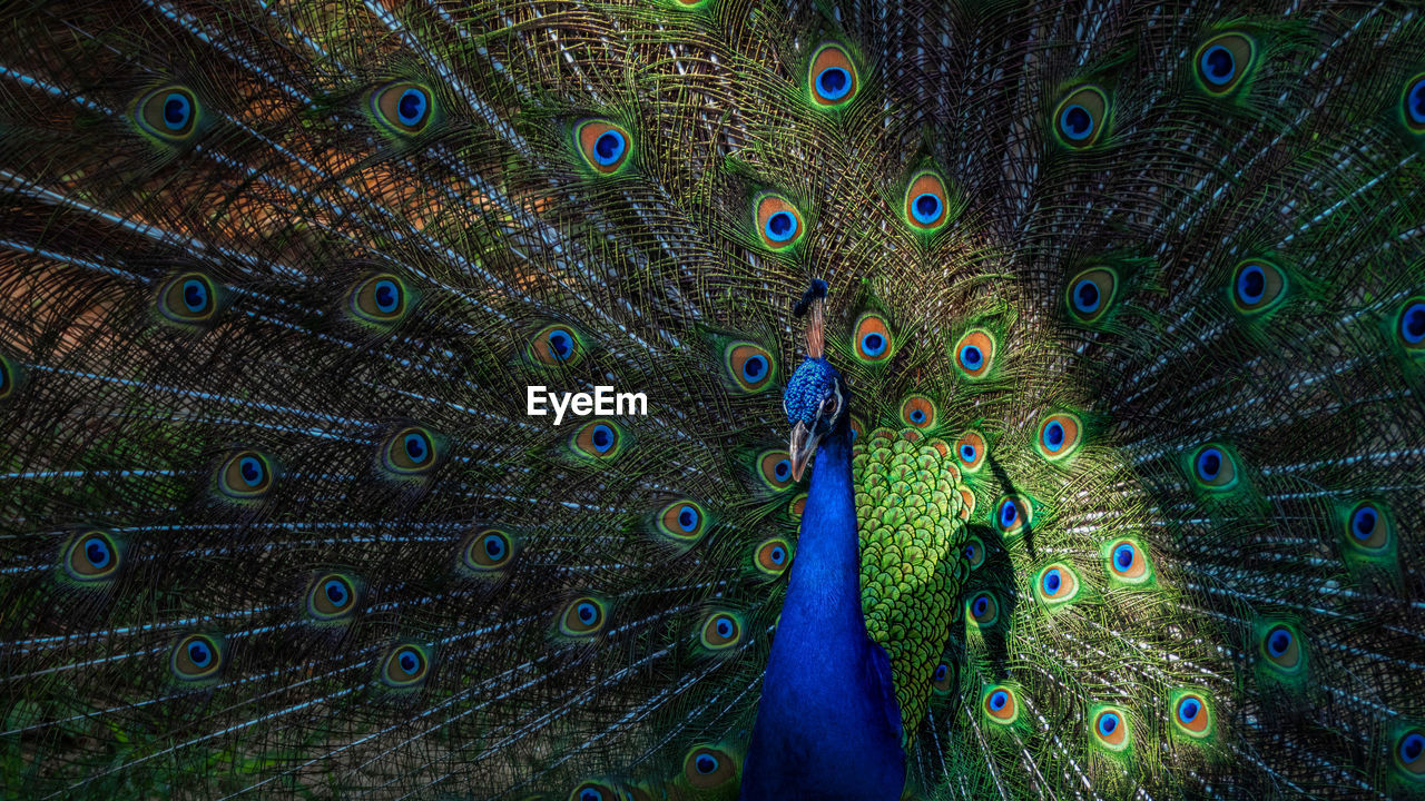 Full frame shot of peacock