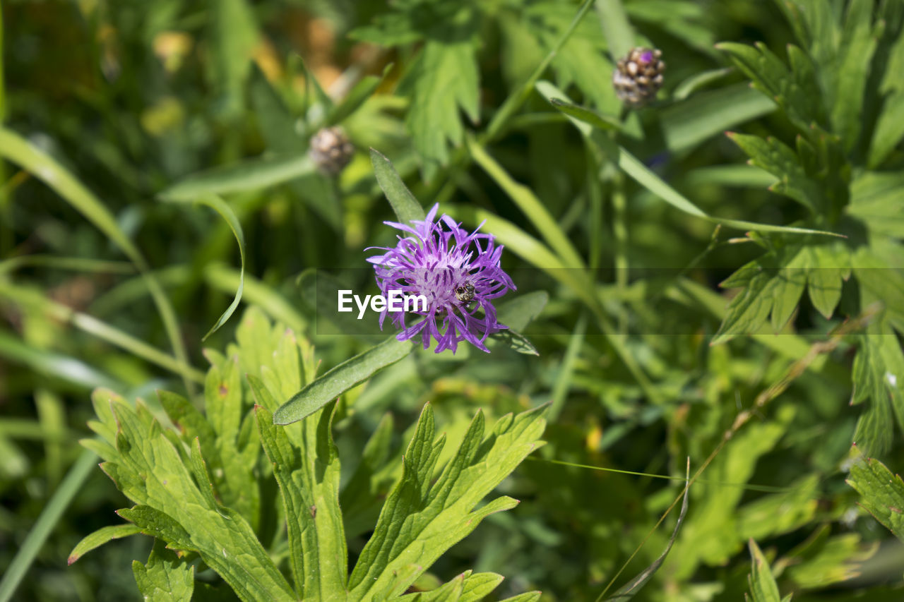 High angle view of insect on purple flower at park