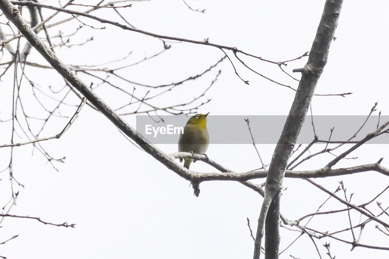 LOW ANGLE VIEW OF BIRD PERCHING ON BRANCH AGAINST SKY