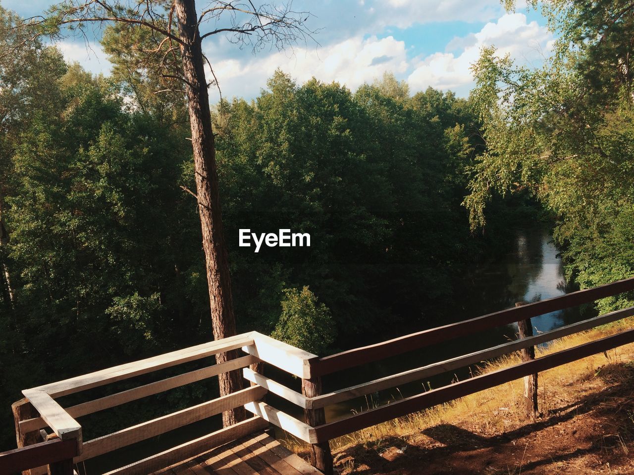 PANORAMIC VIEW OF TREES AND SKY