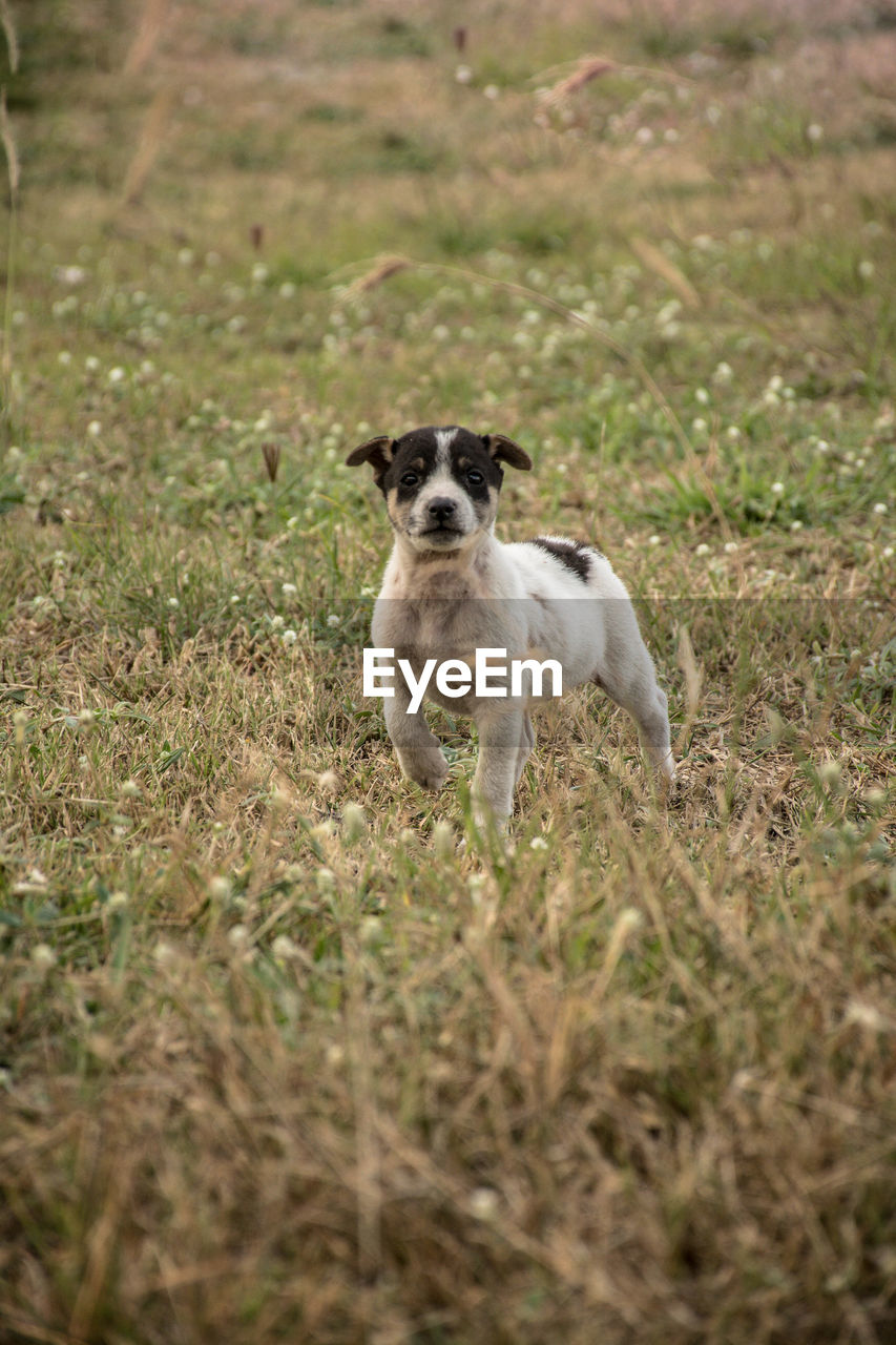 PORTRAIT OF DOG STANDING ON FIELD BY LAND