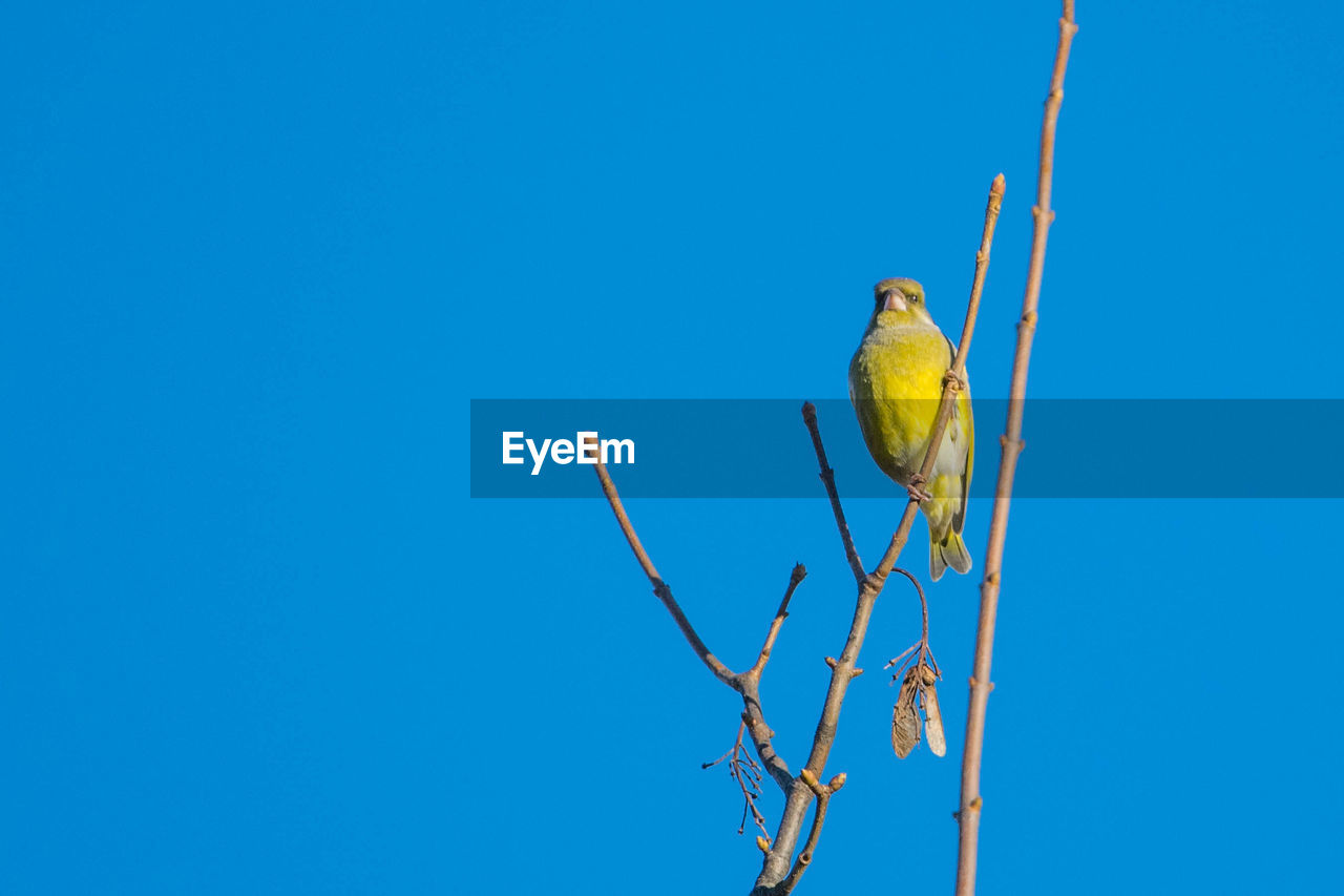 Low angle view of bird perching on tree against clear blue sky