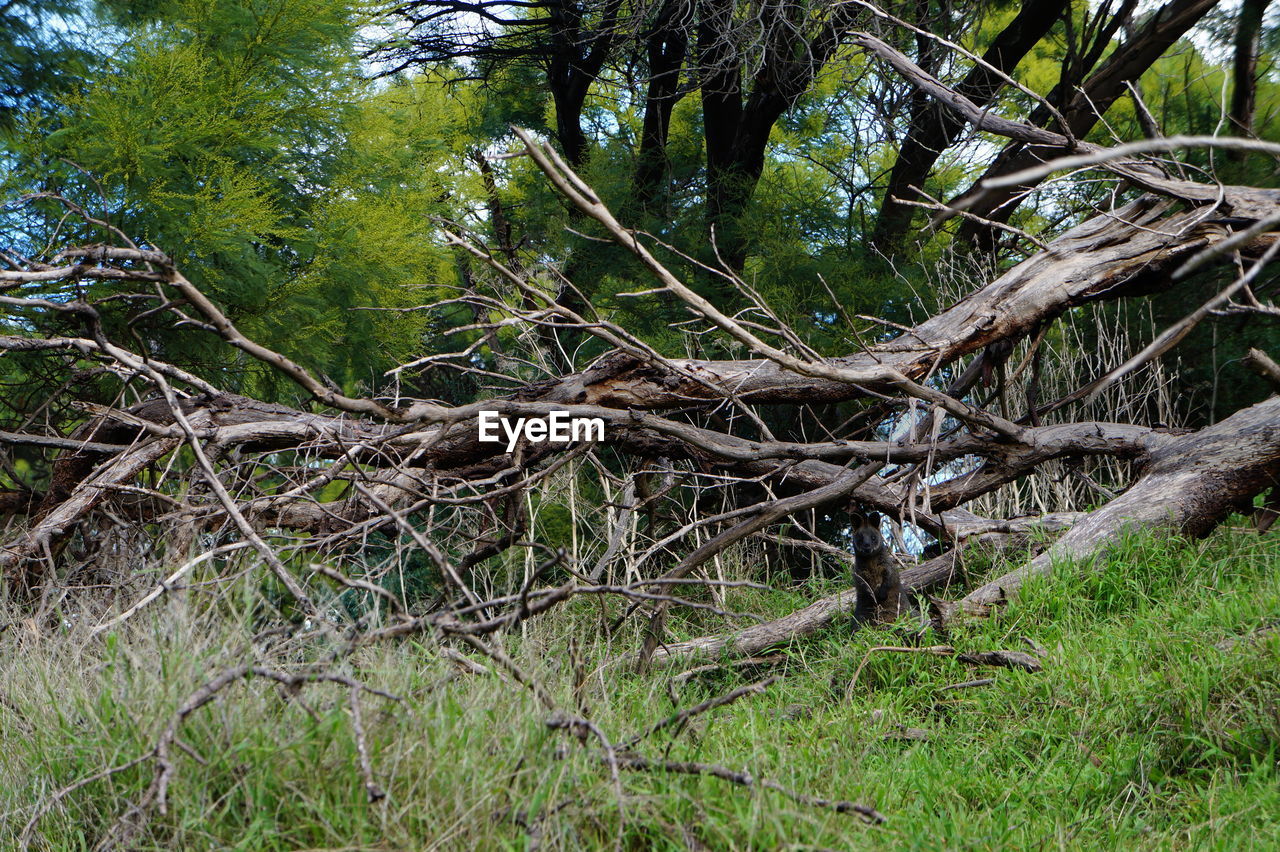 TREE ROOTS ON LANDSCAPE