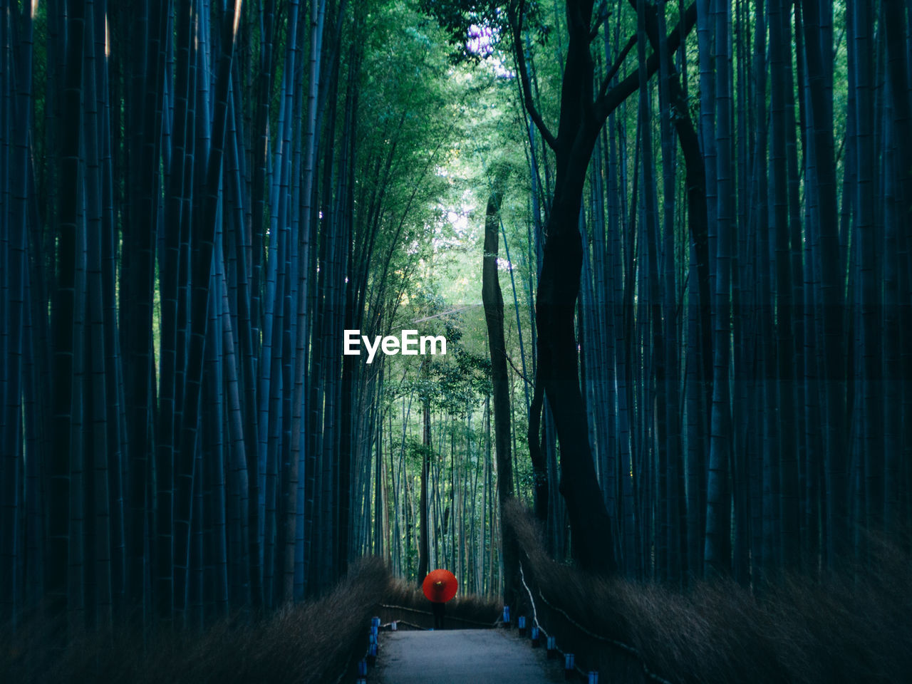 Footpath in bamboo grove