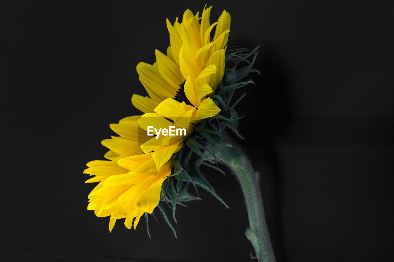 CLOSE-UP OF YELLOW SUNFLOWER AGAINST BLUE BACKGROUND