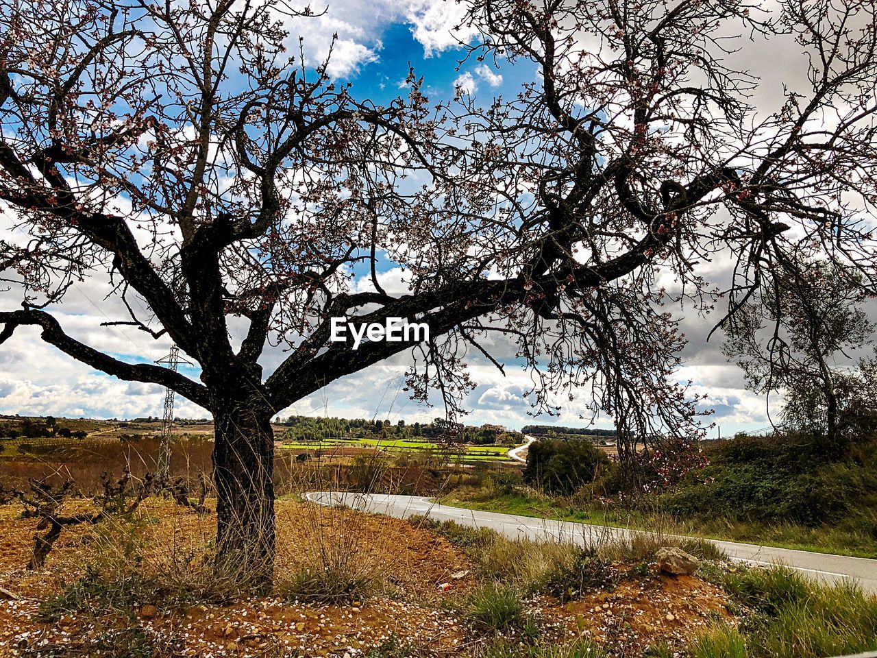 BARE TREE ON GRASSY FIELD AGAINST SKY