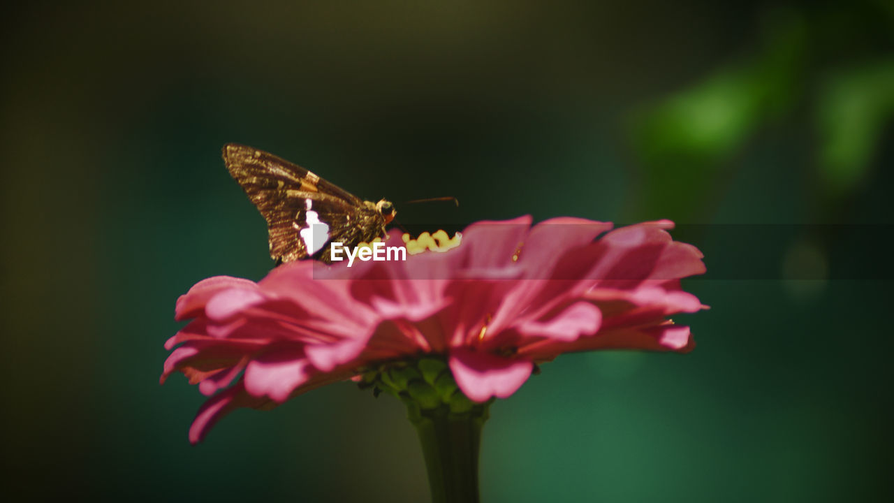 Animal Themes Animal Wildlife Animal Wing Animals In The Wild Beauty In Nature Close-up Flower Flower Head Flowering Plant Fragility Freshness Growth Inflorescence Insect Invertebrate Nature No People One Animal Outdoors Petal Pink Color Plant Pollen Pollination Vulnerability  The Great Outdoors - 2018 EyeEm Awards The Still Life Photographer - 2018 EyeEm Awards A New Beginning This Is Natural Beauty