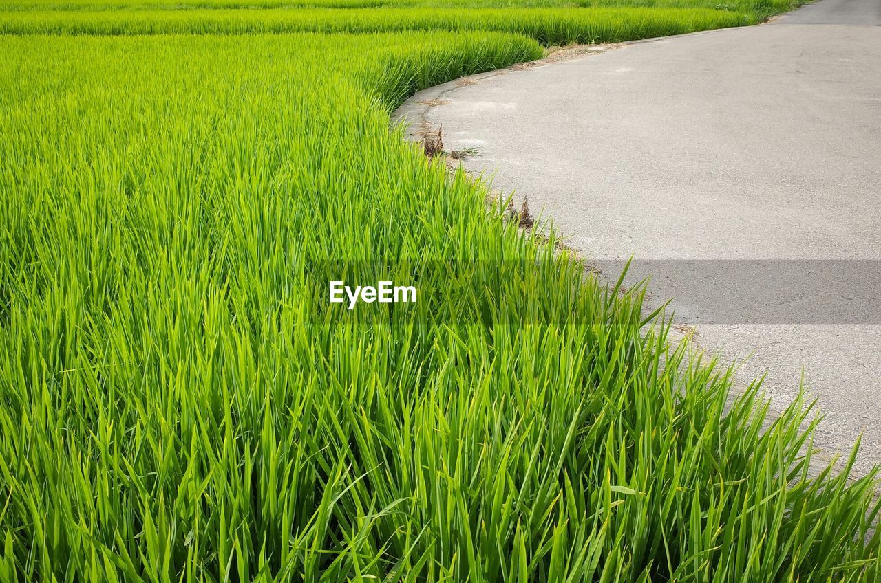 Close up image of abundant green grass