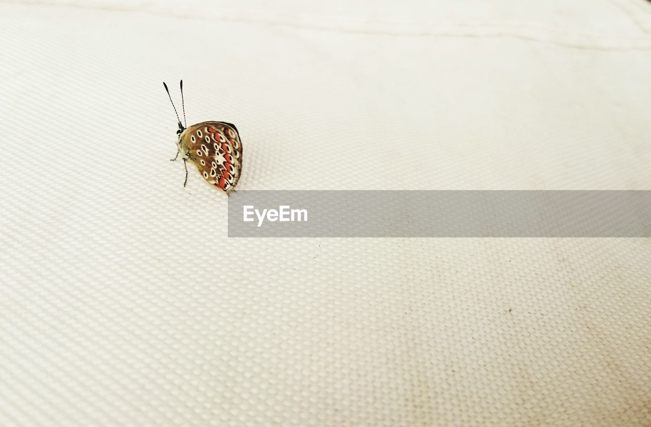 High angle view of butterfly on table