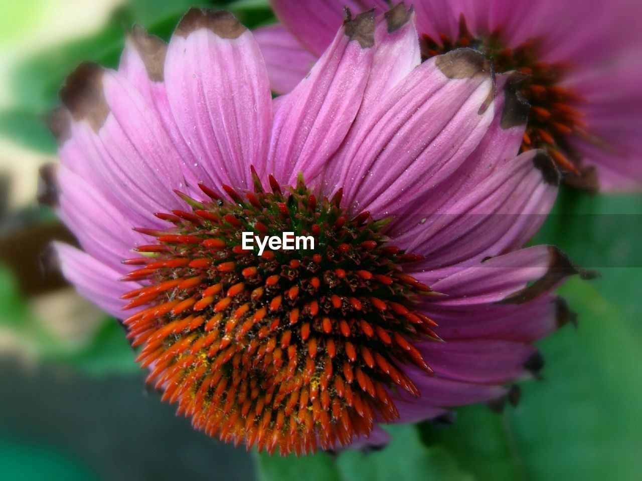 Close-up of passion flower blooming outdoors