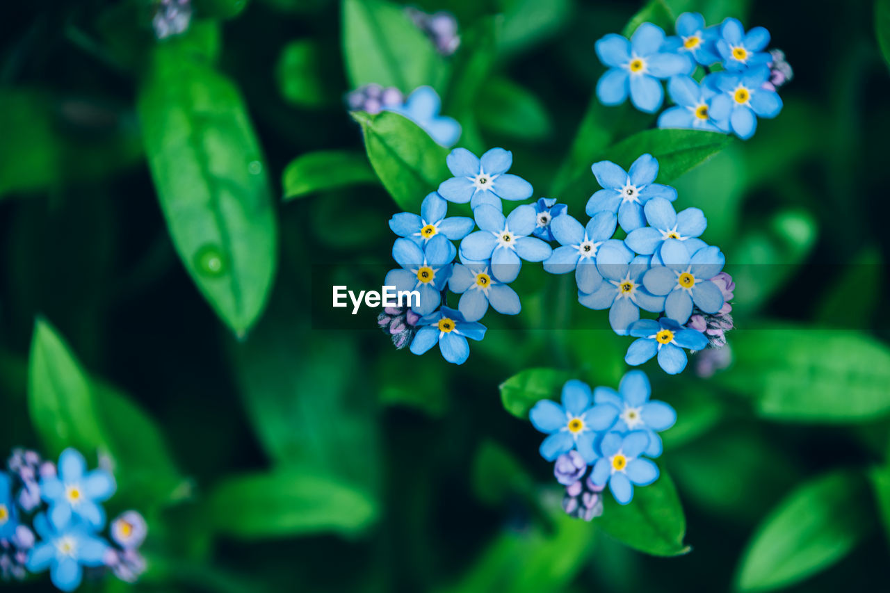 Top view of forget me not small blue flowers over green natural floral background
