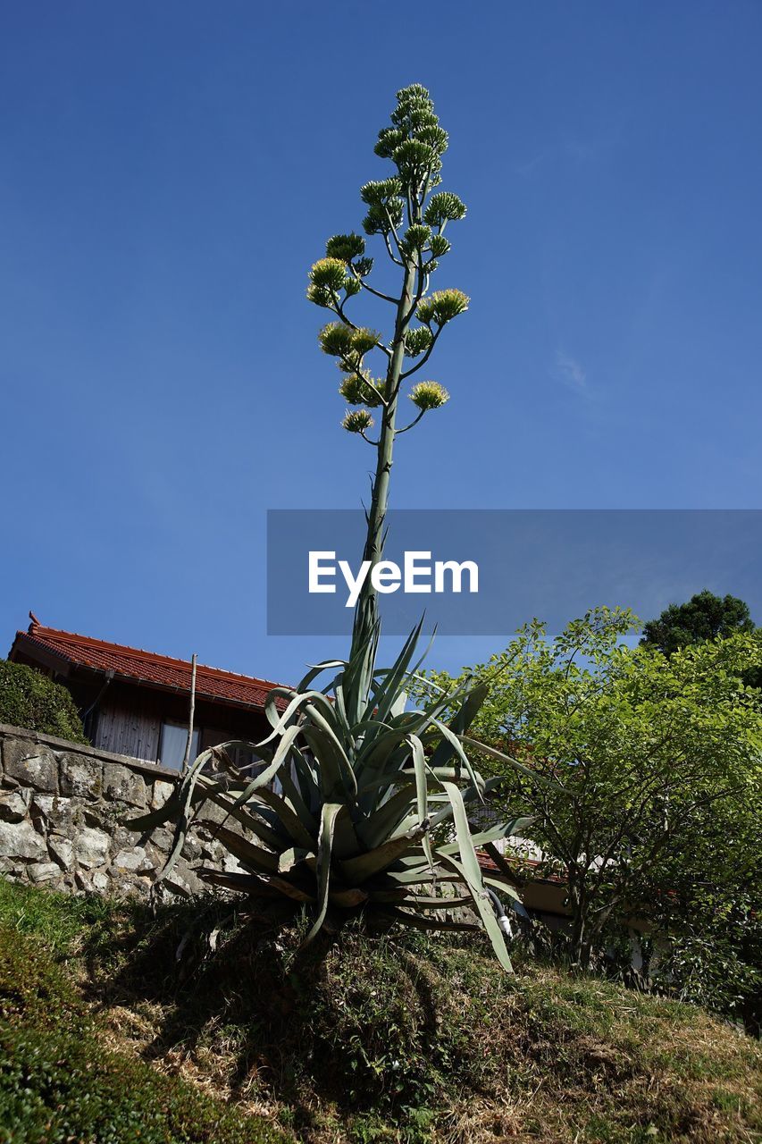 Low angle view of plant against clear blue sky