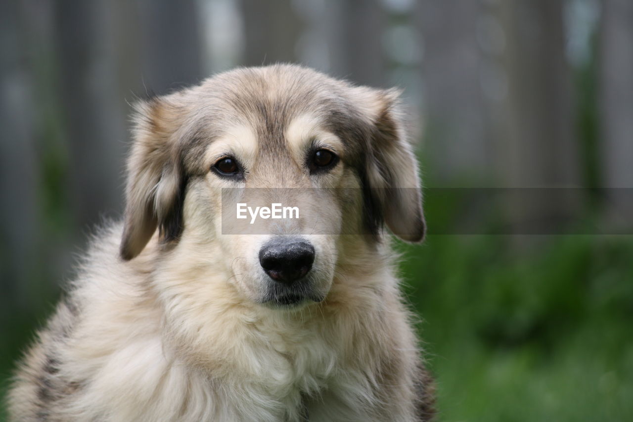 Close-up portrait of a dog