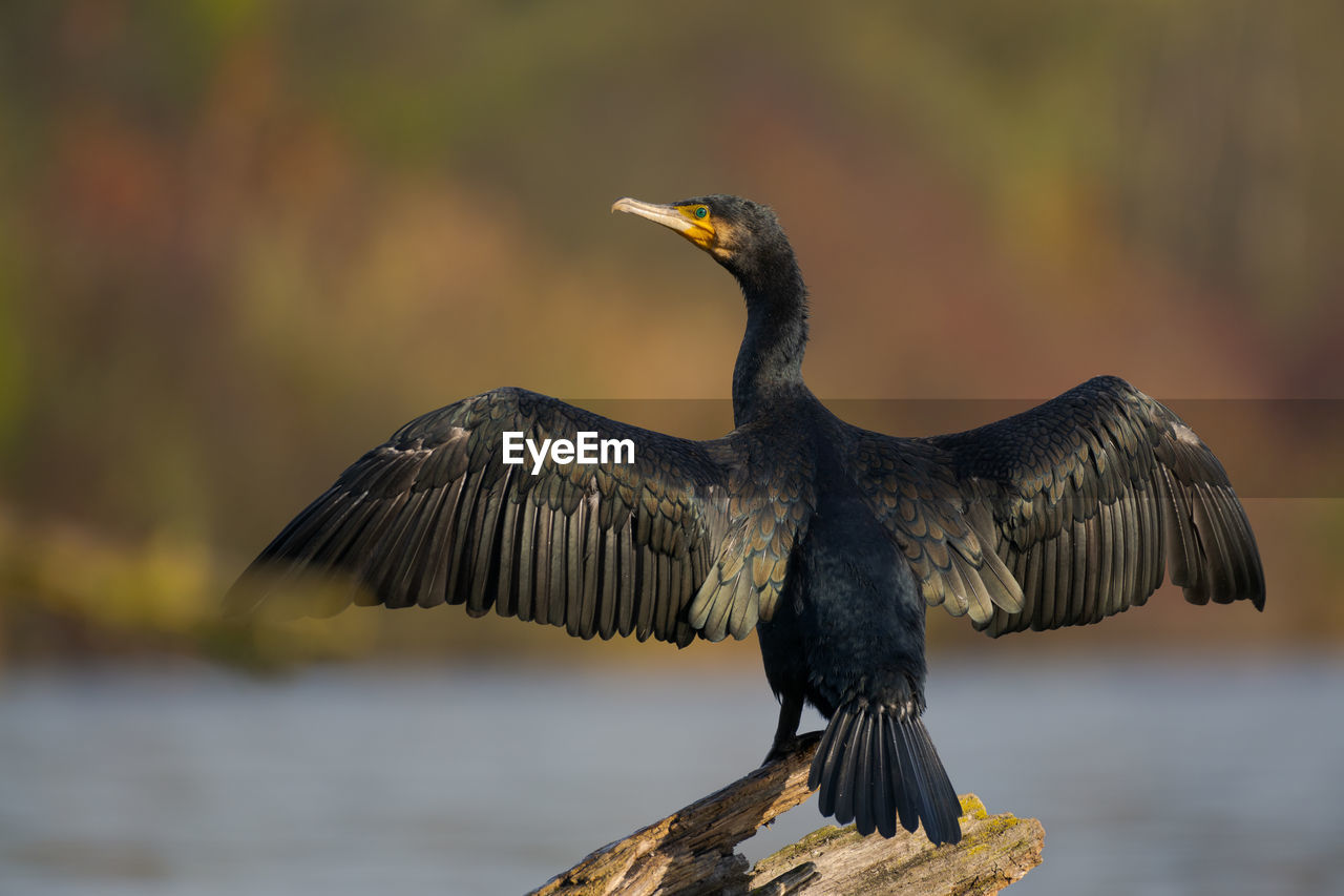 animal themes, animal, bird, animal wildlife, wildlife, cormorant, beak, one animal, flying, no people, animal body part, spread wings, nature, focus on foreground, wing, bird of prey, water, outdoors, full length, day