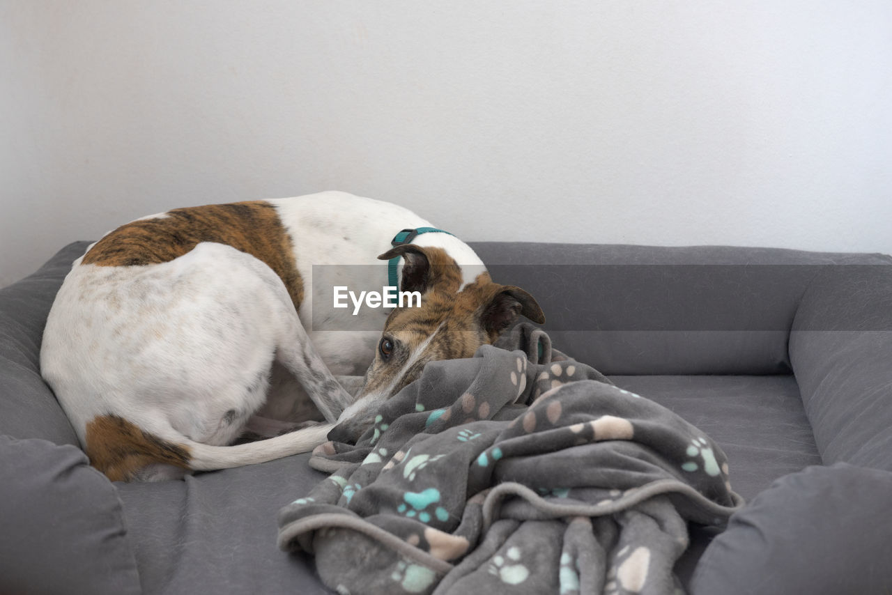 Medium shot of large pet greyhound dog curled up in grey dog bed with blanket.