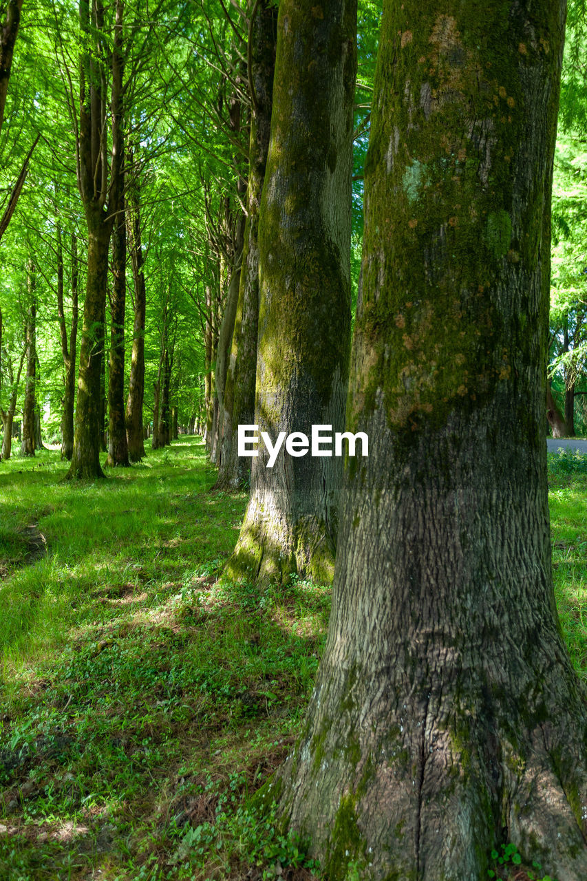 VIEW OF TREES IN FOREST