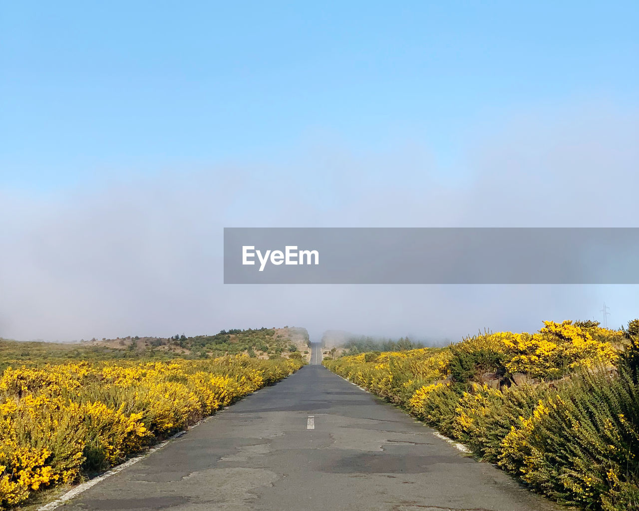 sky, horizon, road, landscape, plant, the way forward, yellow, environment, nature, beauty in nature, transportation, land, flower, field, hill, scenics - nature, morning, tranquility, rural scene, diminishing perspective, no people, rural area, sunlight, prairie, grass, cloud, vanishing point, blue, rapeseed, tranquil scene, copy space, flowering plant, country road, outdoors, day, non-urban scene, travel, footpath, idyllic, clear sky, travel destinations, freshness, springtime, growth, sunny, autumn, agriculture, tree, remote, empty road