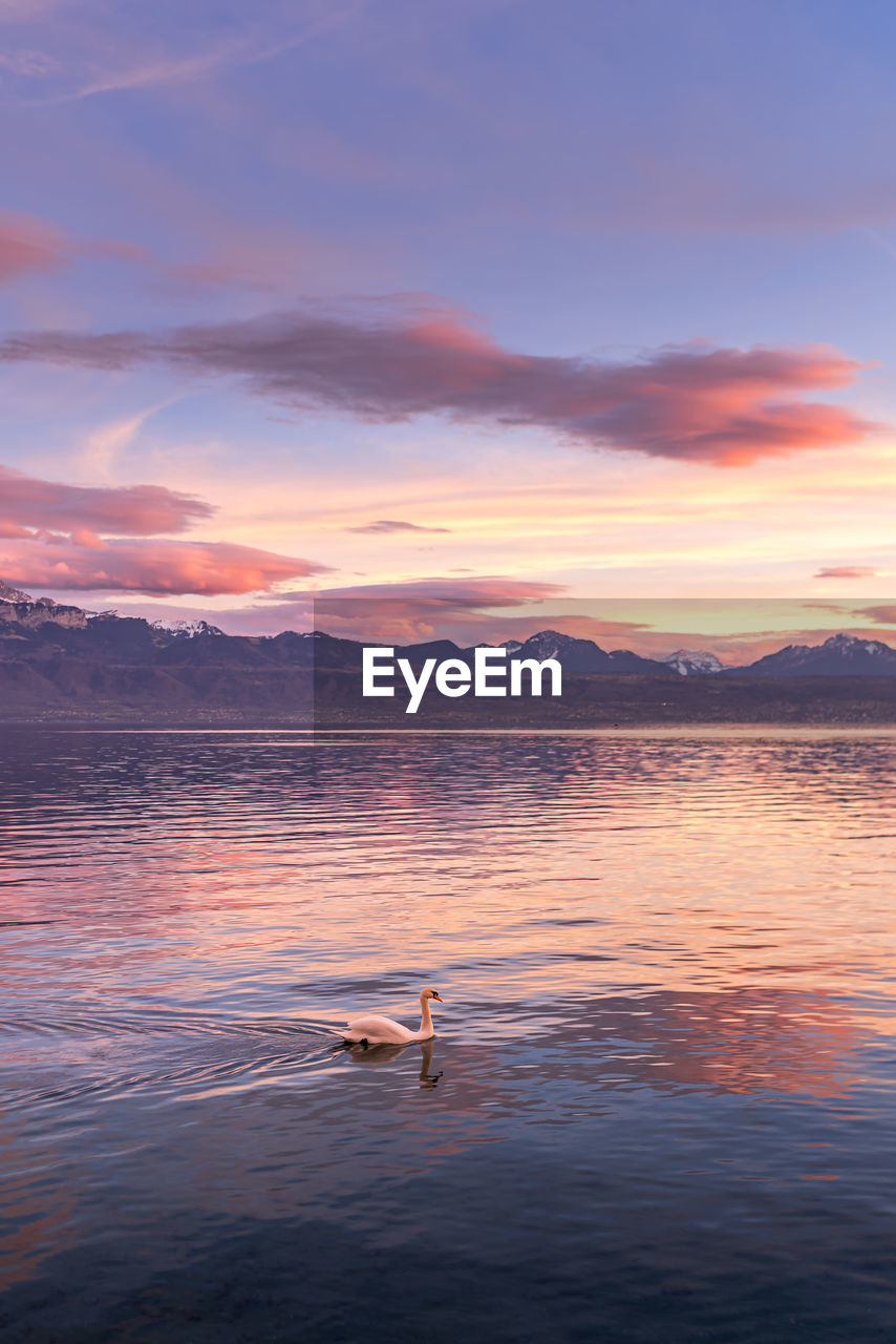 DUCKS SWIMMING IN LAKE AT SUNSET