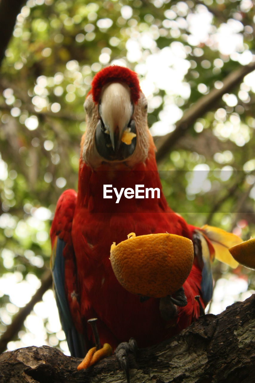 LOW ANGLE VIEW OF PARROT ON TREE