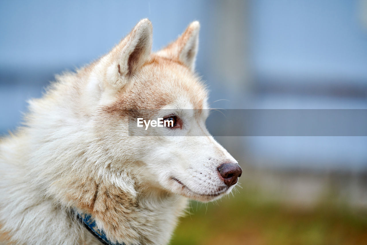 Close-up of siberian husky