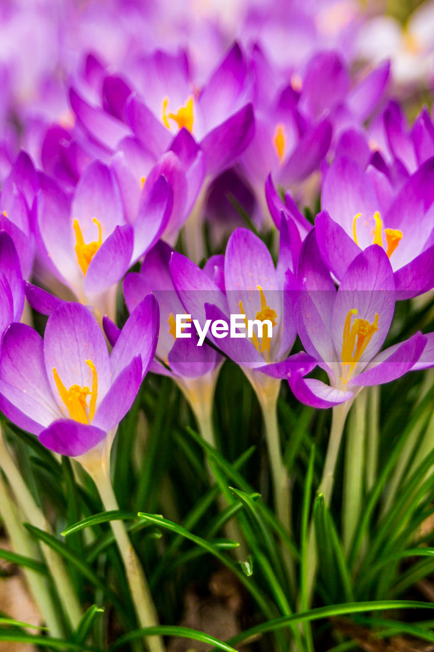 CLOSE-UP OF PURPLE CROCUS FLOWER ON FIELD