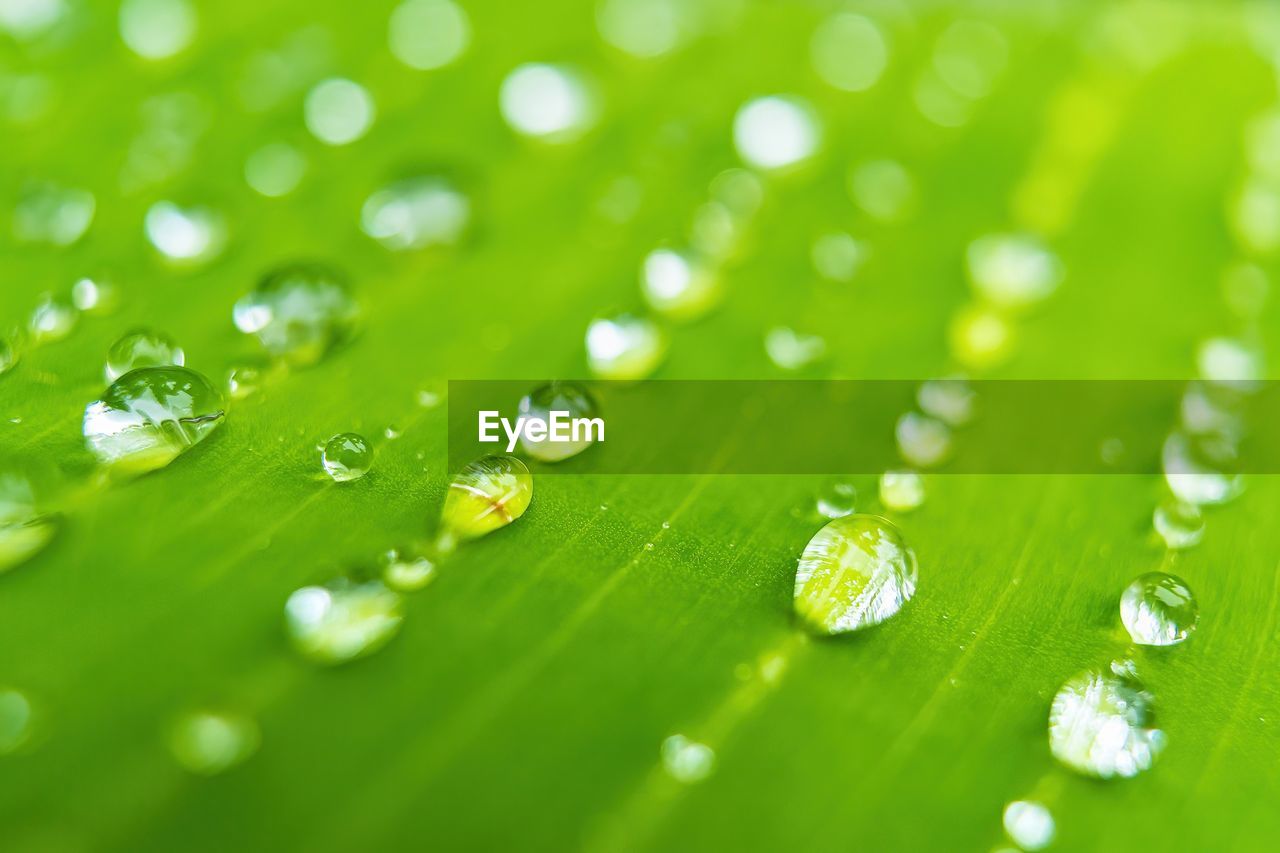 green, dew, grass, moisture, drop, water, close-up, selective focus, nature, leaf, macro photography, plant part, no people, wet, backgrounds, plant, macro, beauty in nature, freshness, environment, environmental conservation, extreme close-up, petal, flower, outdoors, growth, plant stem, full frame, rain, fragility