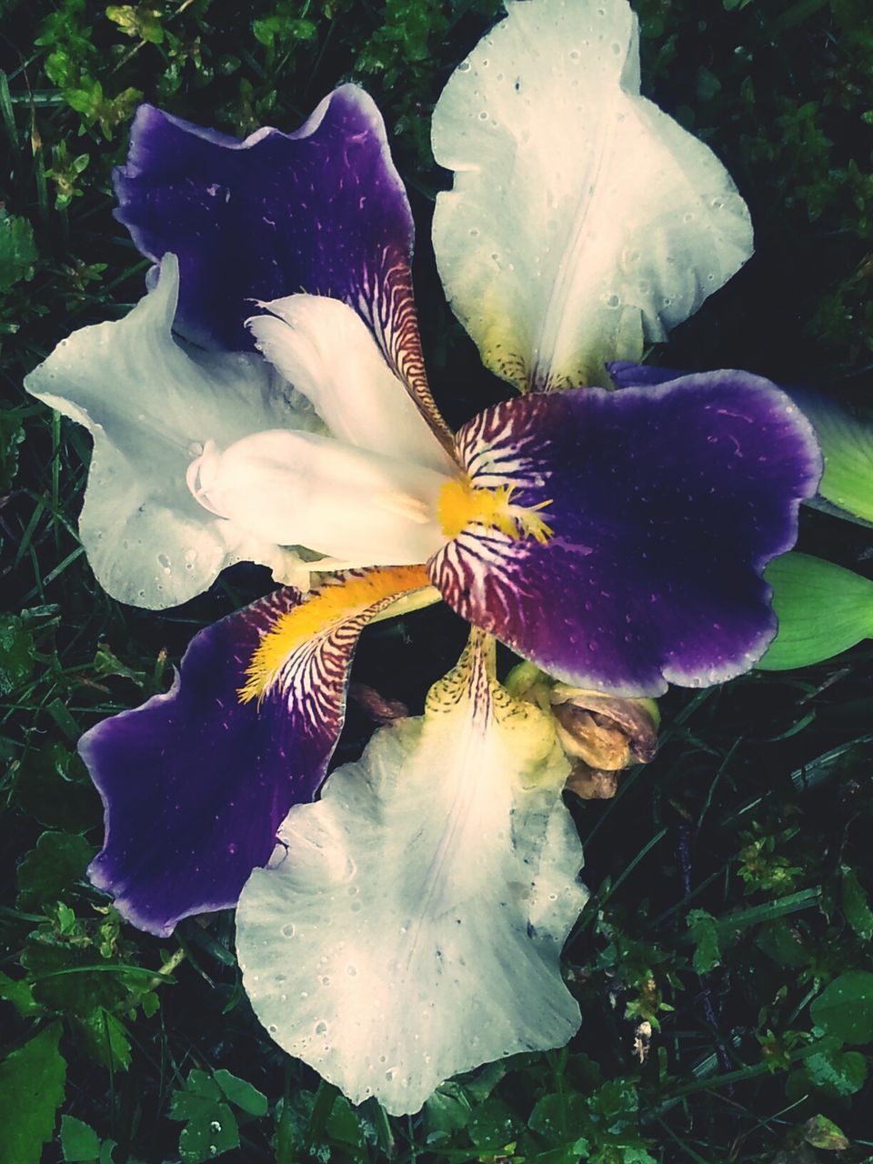 Close-up of purple flower in park