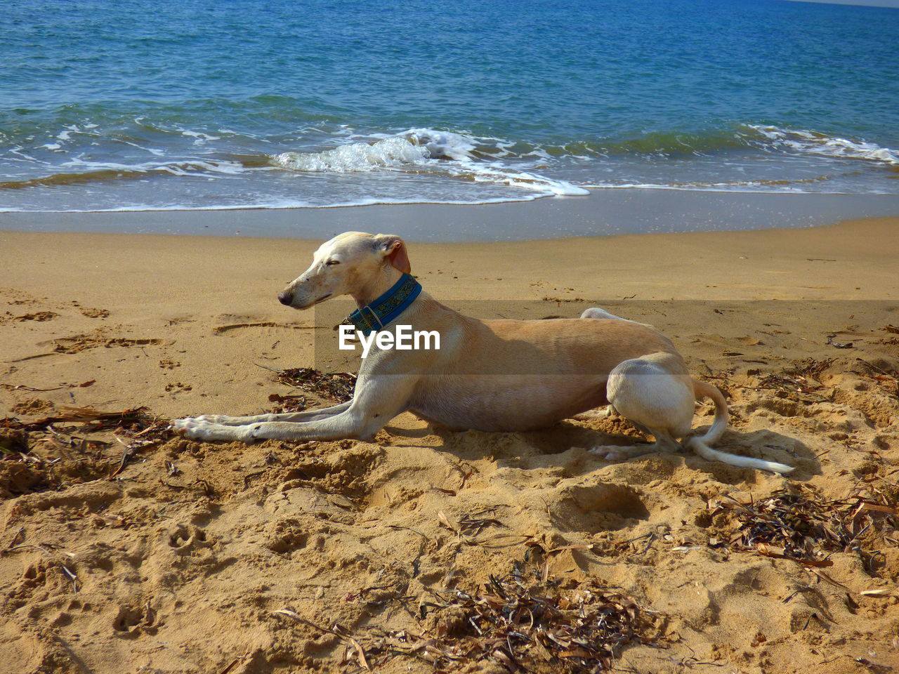 Greyhound relaxing on sand at beach