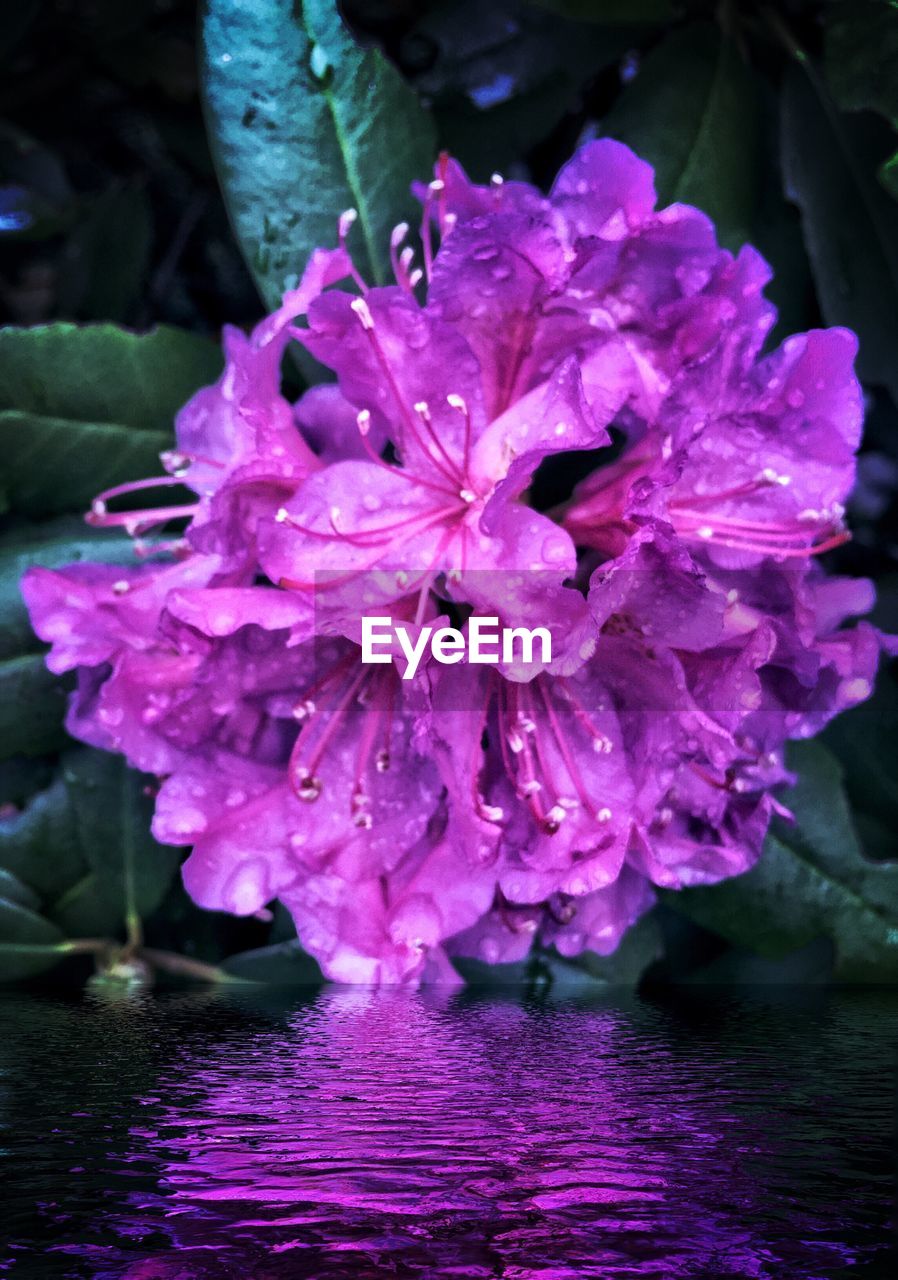 CLOSE-UP OF PINK FLOWERS IN WATER