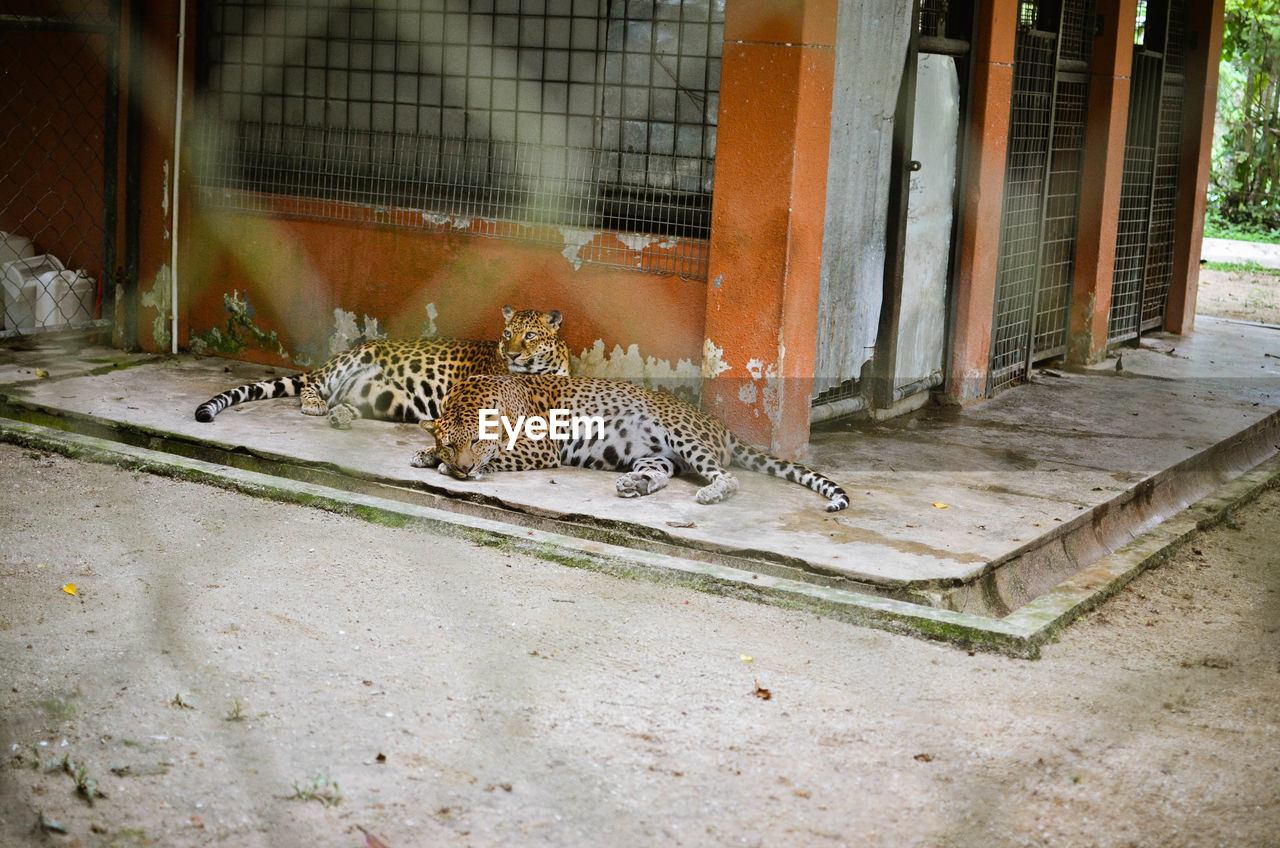 Leopards resting by building seen through fence