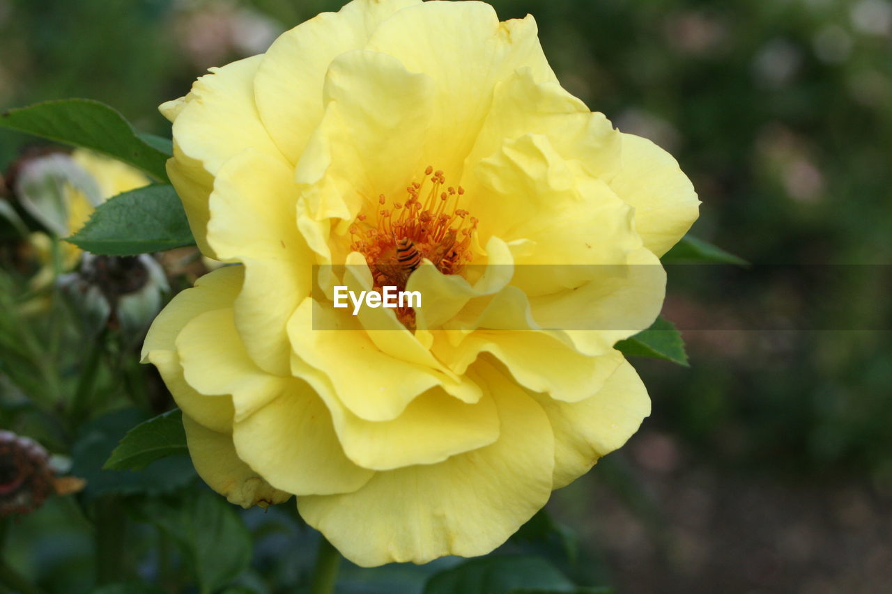 CLOSE-UP OF YELLOW FLOWER