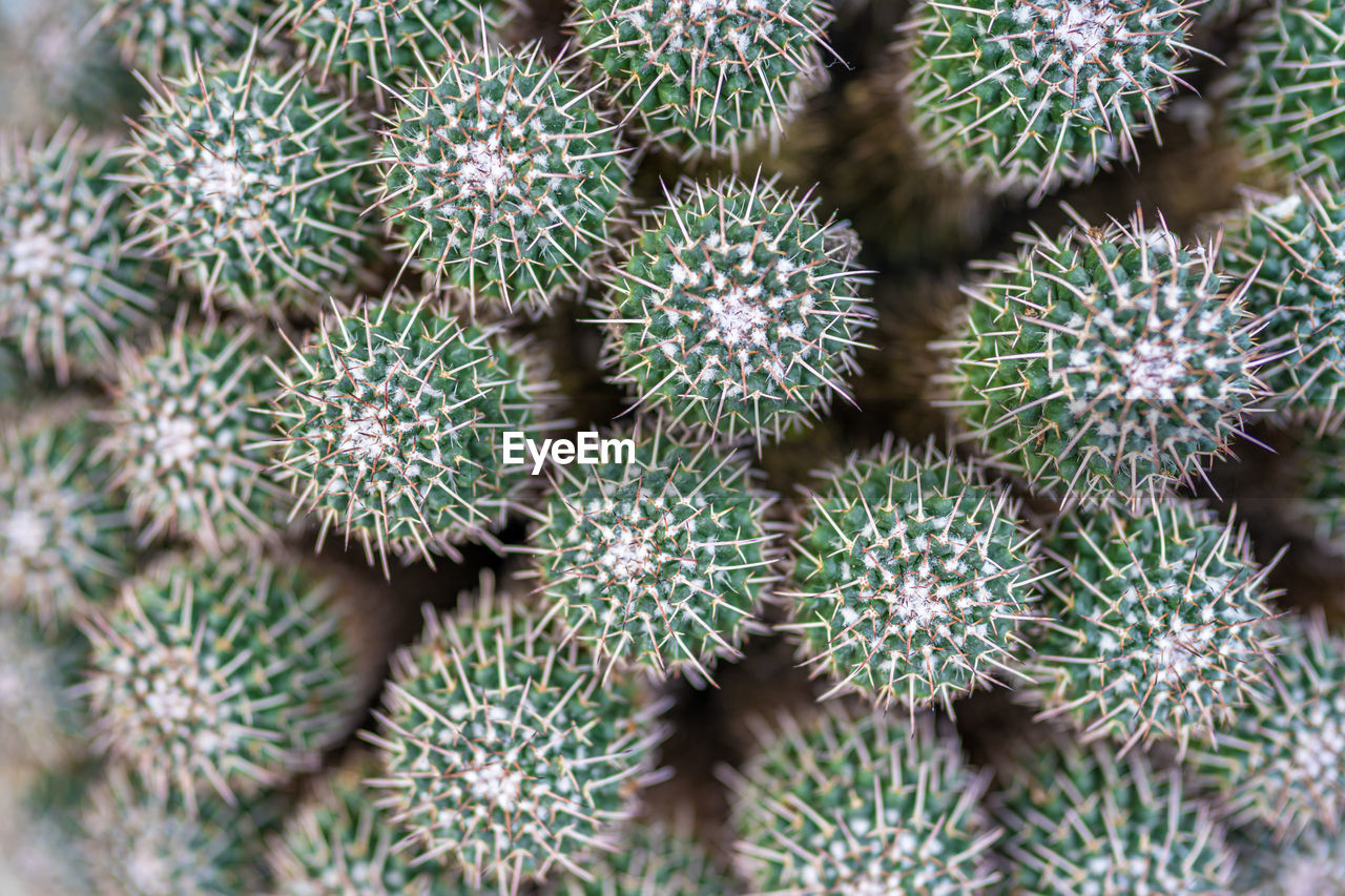 FULL FRAME OF SUCCULENT PLANTS