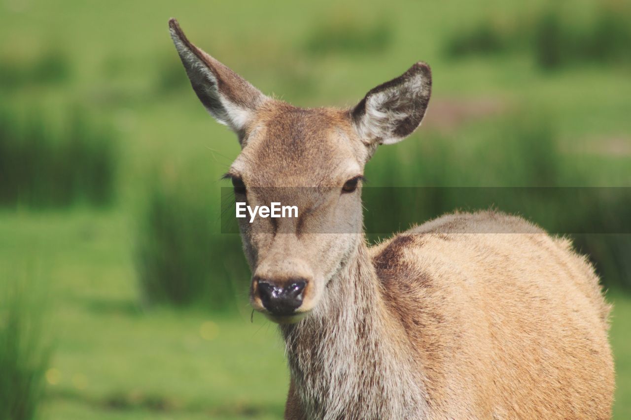 CLOSE-UP PORTRAIT OF HORSE ON FIELD