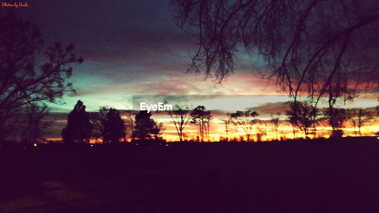 SILHOUETTE OF TREES AT SUNSET