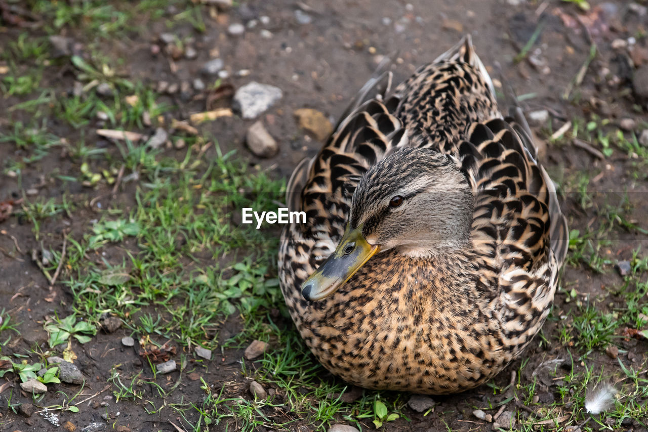 High angle view of a bird on field