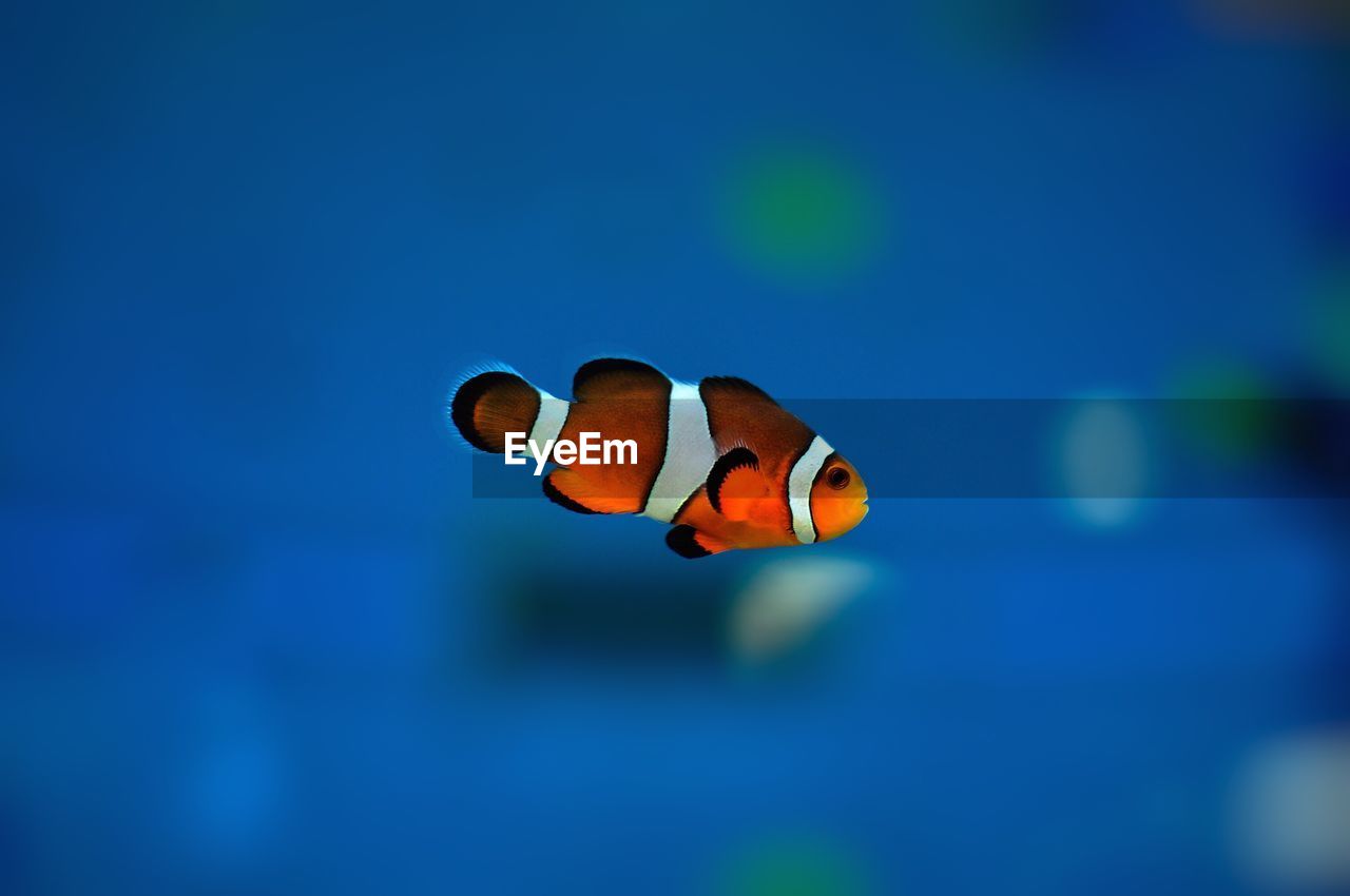 Close-up of clown fish swimming in aquarium