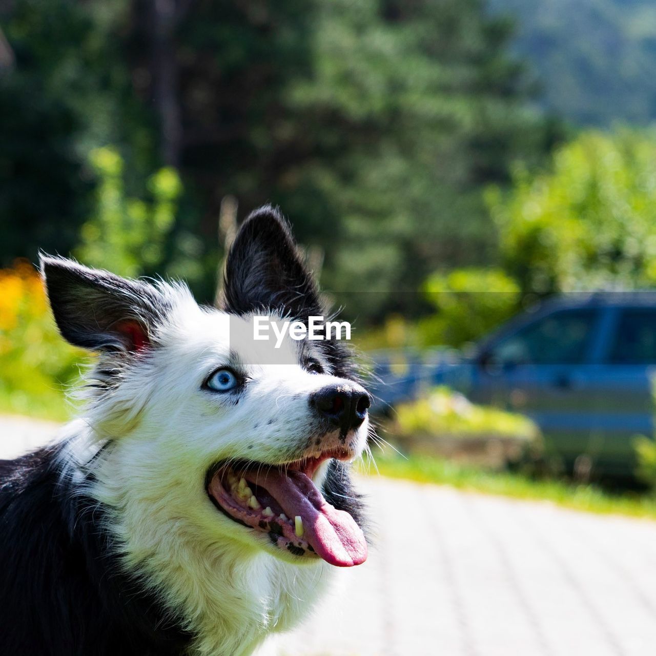 Close-up of dog with mouth open standing on road