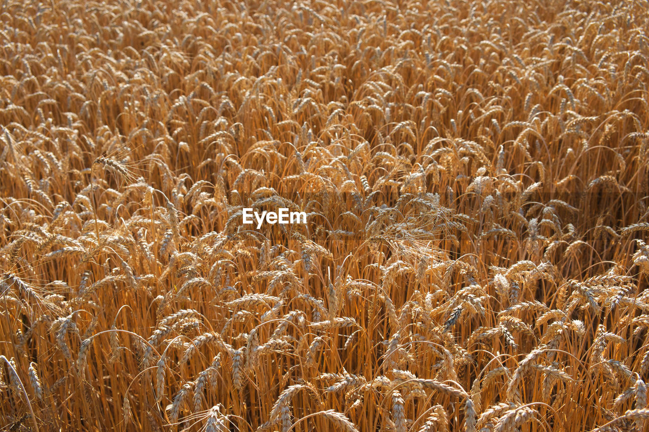 FULL FRAME OF WHEAT FIELD