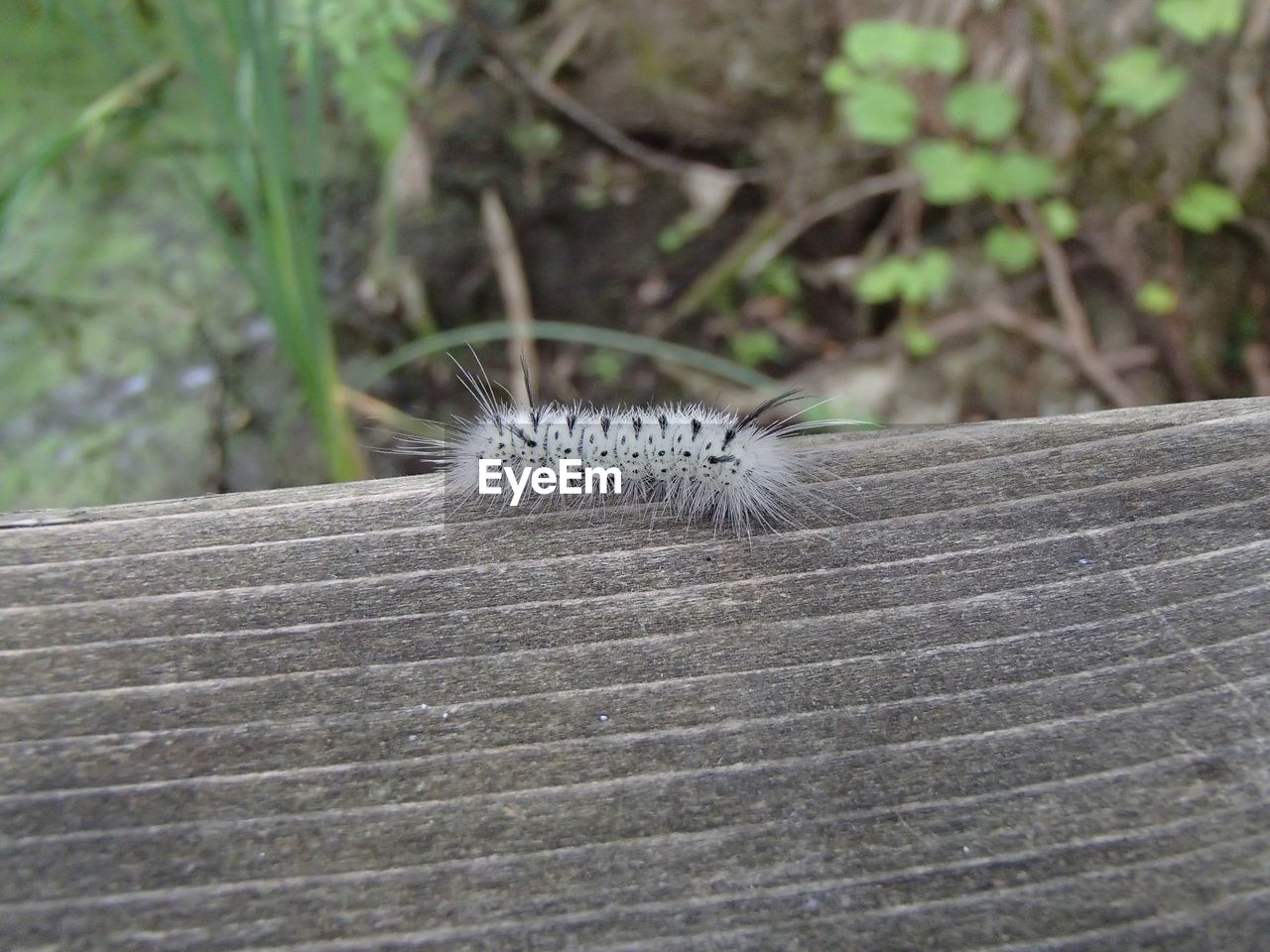 CLOSE-UP OF INSECT