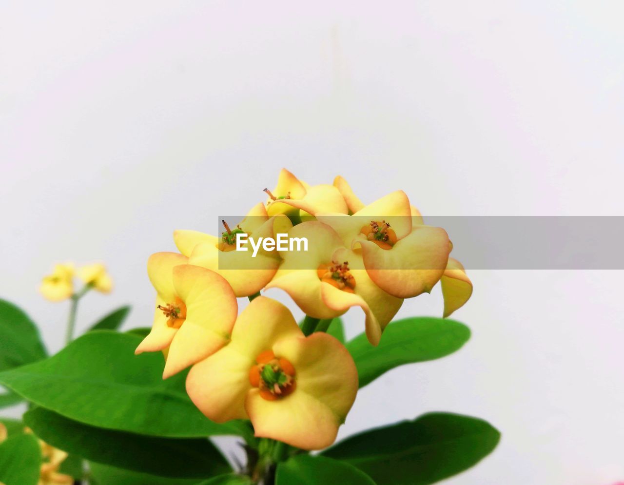 CLOSE-UP OF YELLOW FLOWERING PLANT