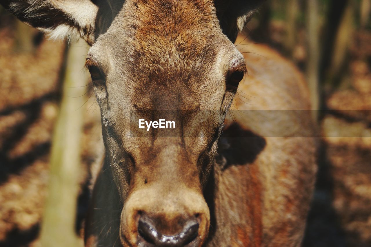 CLOSE-UP PORTRAIT OF GIRAFFE